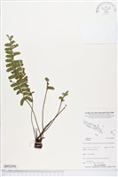 登錄號:BP02098藏品圖，第1張