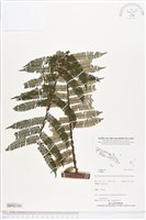 登錄號:BP02101藏品圖，第1張