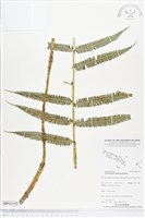 登錄號:BP02102藏品圖，第1張