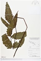 登錄號:BP02103藏品圖，第1張