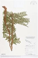 登錄號:BP02104藏品圖，第1張