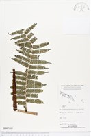 登錄號:BP02105藏品圖，第1張