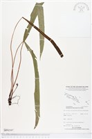 登錄號:BP02107藏品圖，第1張