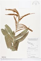 登錄號:BP02108藏品圖，第1張