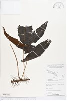 尾葉實蕨藏品圖，第1張