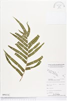 登錄號:BP02114藏品圖，第1張