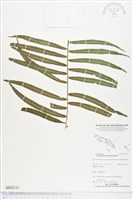 登錄號:BP02115藏品圖，第1張