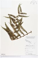 登錄號:BP02116藏品圖，第1張