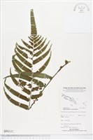 登錄號:BP02117藏品圖，第1張