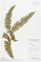 芒萁藏品圖，第1張