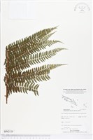 登錄號:BP02120藏品圖，第1張