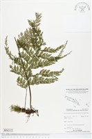 登錄號:BP02122藏品圖，第1張