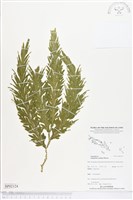 登錄號:BP02124藏品圖，第1張