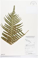 登錄號:BP02125藏品圖，第1張