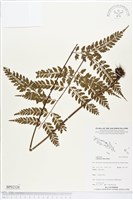 登錄號:BP02126藏品圖，第1張