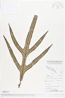 登錄號:BP02127藏品圖，第1張