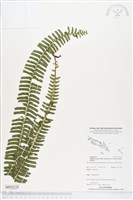 登錄號:BP02128藏品圖，第1張