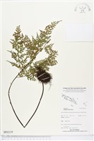 登錄號:BP02129藏品圖，第1張