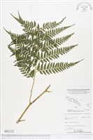 登錄號:BP02130藏品圖，第1張