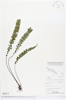 登錄號:BP02135藏品圖，第1張