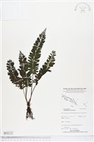 菲律賓厚葉蕨藏品圖，第1張