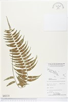 鈍齒鐵角蕨藏品圖，第1張