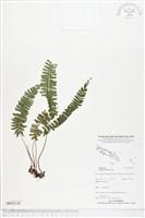 鈍齒鱗始蕨藏品圖，第1張