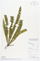 登錄號:BP02142藏品圖，第1張