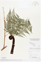 登錄號:BP02143藏品圖，第1張