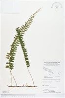 登錄號:BP02144藏品圖，第1張