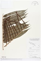 登錄號:BP02146藏品圖，第1張