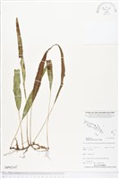 登錄號:BP02147藏品圖，第1張