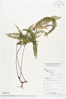 登錄號:BP02148藏品圖，第1張