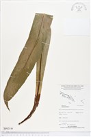 臺灣山蘇花藏品圖，第1張