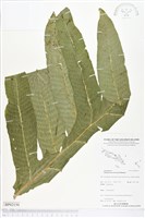 登錄號:BP02150藏品圖，第1張