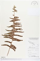 腎蕨藏品圖，第1張