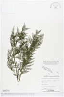 登錄號:BP02152藏品圖，第1張