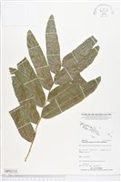 登錄號:BP02153藏品圖，第1張