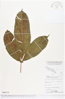 登錄號:BP02155藏品圖，第1張