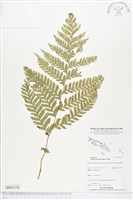 登錄號:BP02156藏品圖，第1張