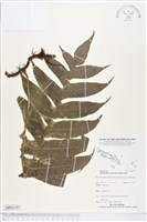 登錄號:BP02157藏品圖，第1張