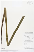 登錄號:BP02159藏品圖，第1張