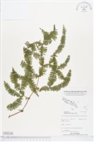 登錄號:BP02160藏品圖，第1張