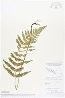 假蹄蓋蕨、東洋蹄蓋蕨藏品圖，第1張