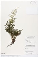 線片長片蕨藏品圖，第1張