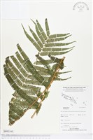 登錄號:BP02165藏品圖，第1張