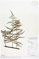 登錄號:BP02166藏品圖，第1張