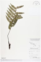 登錄號:BP02167藏品圖，第1張
