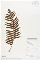 登錄號:BP02168藏品圖，第1張