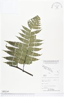 登錄號:BP02169藏品圖，第1張